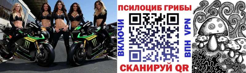 Псилоцибиновые грибы Psilocybe  где купить наркоту  Сретенск 